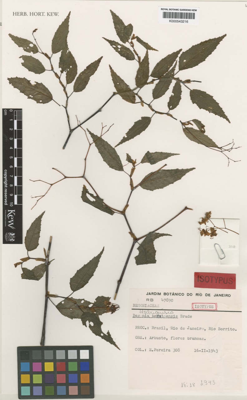 B. bonitoensis